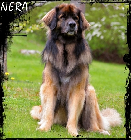 nera